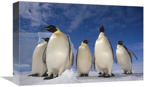 12 x 18 in. Emperor Penguin Group, Near Ekstrom Ice Shelf, Wed