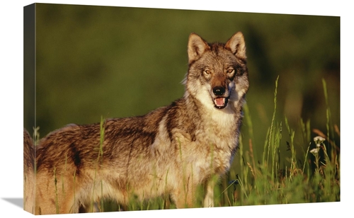 Global Gallery GCS-396035-1624-142 16 x 24 in. Timber Wolf Portrait&#4