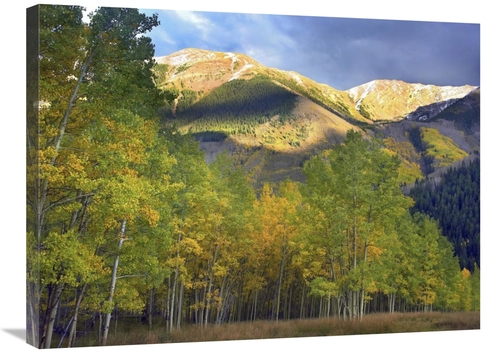Global Gallery GCS-396262-2432-142 24 x 32 in. Quaking Aspen Trees & H