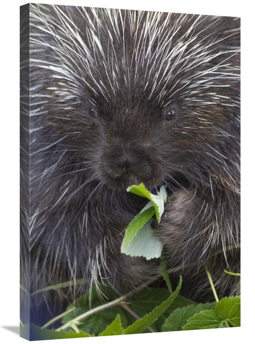 Global Gallery GCS-395415-2030-142 20 x 30 in. Common Porcupine Feedin