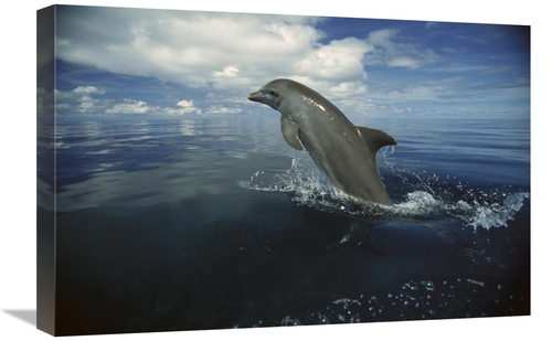 Global Gallery GCS-452639-1624-142 16 x 24 in. Bottlenose Dolphin Leap