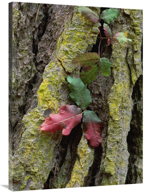 Global Gallery GCS-452047-3040-142 30 x 40 in. Poison Oak on Monterey 