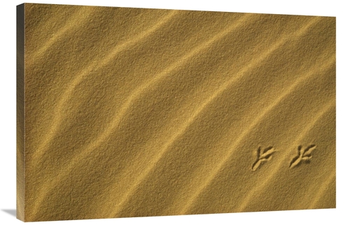 Global Gallery GCS-452915-2436-142 24 x 36 in. Bird Tracks in Sand Dun