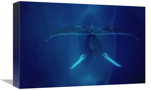 Global Gallery GCS-450576-1218-142 12 x 18 in. Humpback Whale Singing&
