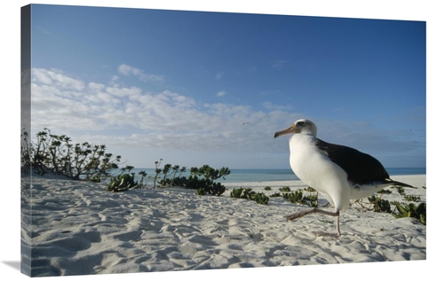 Global Gallery GCS-451428-2436-142 24 x 36 in. Laysan Albatross At Col