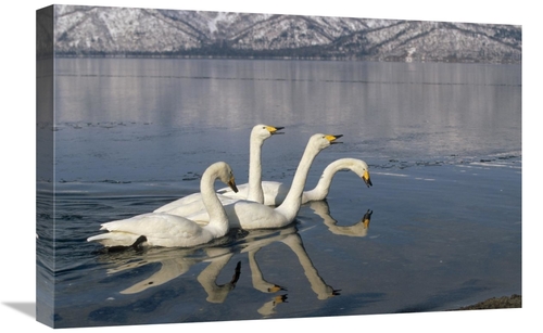 Global Gallery GCS-452409-1624-142 16 x 24 in. Whooper Swan Group on I