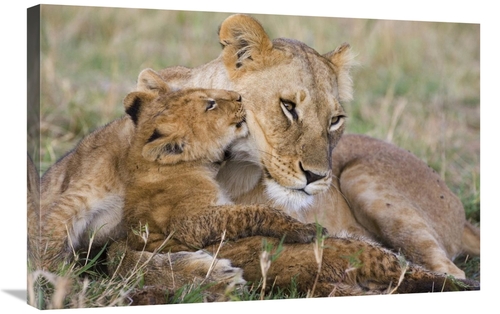 Global Gallery GCS-395883-2030-142 20 x 30 in. African Lion Mother & Y