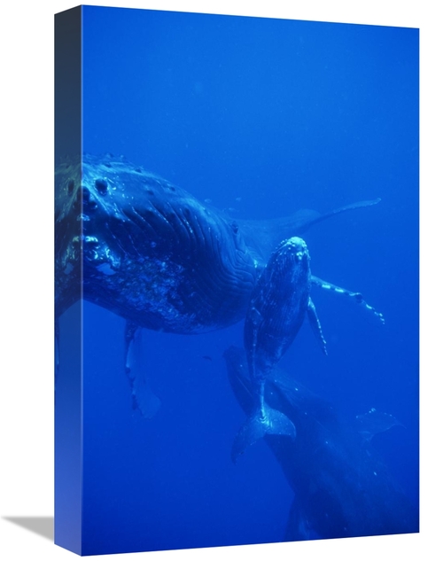 12 x 18 in. Humpback Whale Cow, Calf & Escort, Hawaii Art Prin