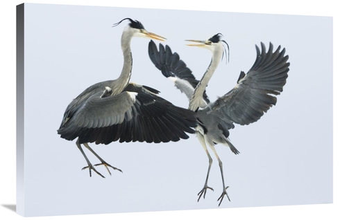 Global Gallery GCS-398492-2436-142 24 x 36 in. Grey Heron Pair Fightin