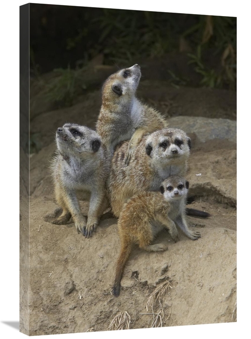Global Gallery GCS-450856-2030-142 20 x 30 in. Meerkat Group Huddling 