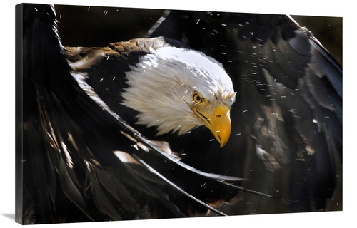 Global Gallery GCS-486405-40-142 40 in. Bald Eagle Bath III Art Print 