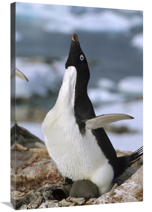 Global Gallery GCS-451282-2436-142 24 x 36 in. Adelie Penguin on Nest 