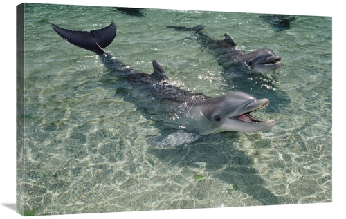 Global Gallery GCS-450670-2436-142 24 x 36 in. Bottlenose Dolphin Pair