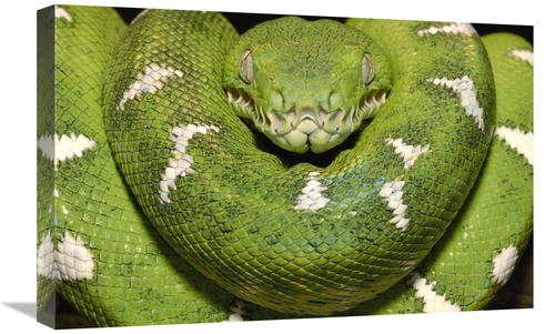 Global Gallery GCS-397942-1624-142 16 x 24 in. Emerald Tree Boa Showin