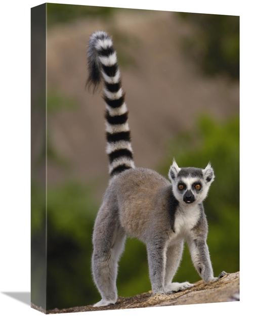 Global Gallery GCS-397952-1218-142 12 x 18 in. Ring-Tailed Lemur Portr