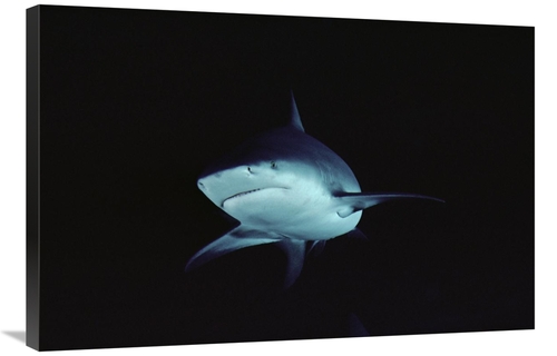 Global Gallery GCS-450656-2436-142 24 x 36 in. Bull Shark Underwater P