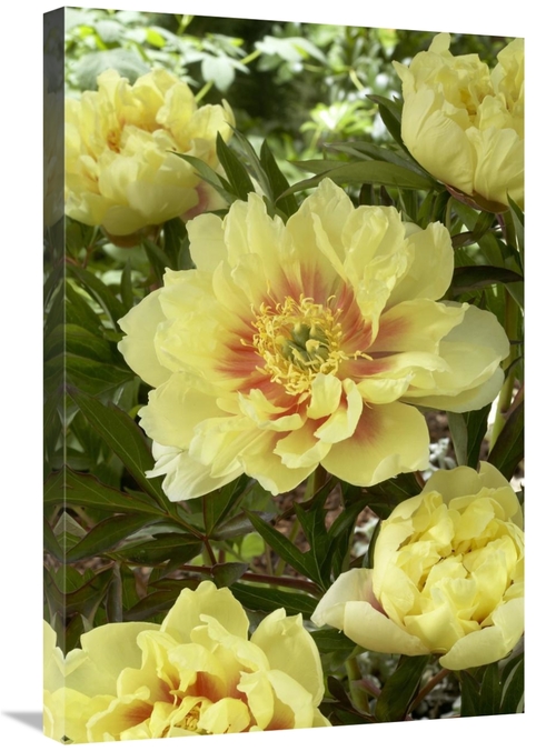 Global Gallery GCS-398355-2030-142 20 x 30 in. Peony Bartzella Variety