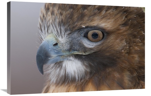 Global Gallery GCS-397339-2436-142 24 x 36 in. Red-Tailed Hawk, Ho