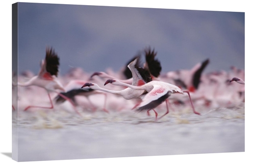 Global Gallery GCS-396777-2436-142 24 x 36 in. Lesser Flamingo Flock T