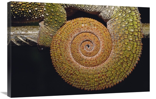 Global Gallery GCS-453261-2436-142 24 x 36 in. Panther Chameleon with 