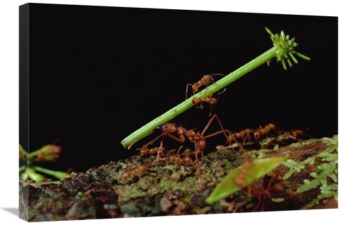 Global Gallery GCS-450772-2030-142 20 x 30 in. Leafcutter Ant Workers 