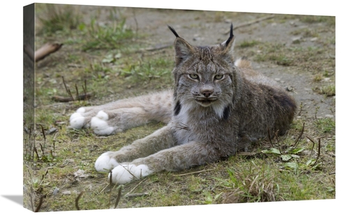 Global Gallery GCS-395446-1624-142 16 x 24 in. Canada Lynx Reclining S