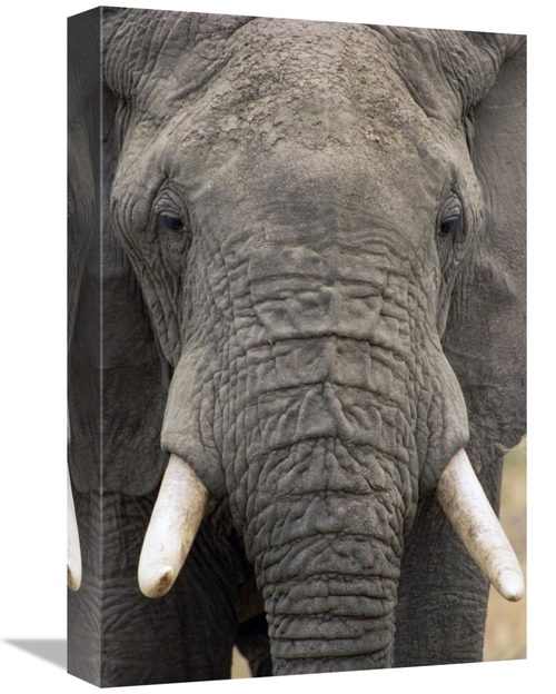 Global Gallery GCS-452804-1218-142 12 x 18 in. African Elephant Face&#