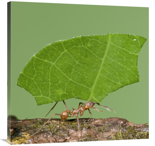 Global Gallery GCS-397307-3636-142 36 x 36 in. Leafcutter Ant Carrying