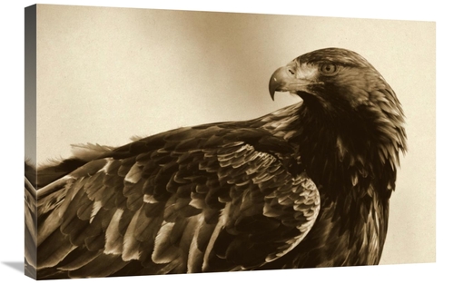 Global Gallery GCS-398051-2030-142 20 x 30 in. Golden Eagle Portrait&#