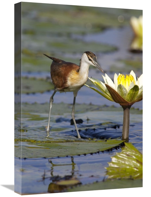Global Gallery GCS-395505-1624-142 16 x 24 in. African Jacana Juvenile