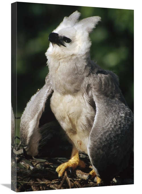 Global Gallery GCS-451209-2030-142 20 x 30 in. Harpy Eagle Juvenile in