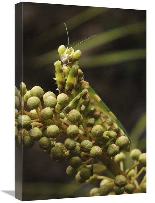 Global Gallery GCS-397536-1624-142 16 x 24 in. Mantis on Pitcher Plant