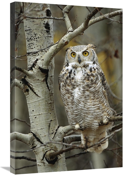 Global Gallery GCS-396558-2030-142 20 x 30 in. Great Horned Owl Pale F