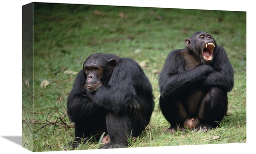 Global Gallery GCS-452788-1218-142 12 x 18 in. Chimpanzee Pair Interac