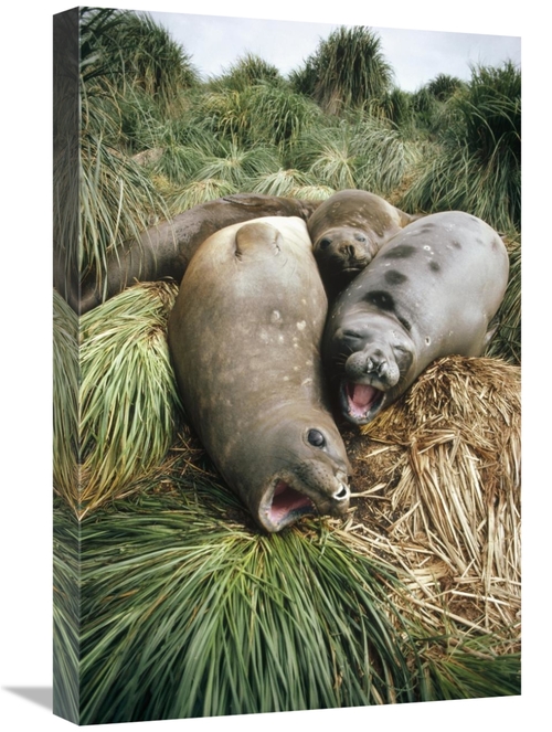 Global Gallery GCS-451308-1624-142 16 x 24 in. Southern Elephant Seal 