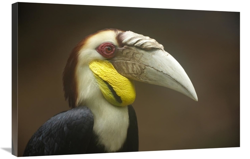 Global Gallery GCS-395998-2436-142 24 x 36 in. Wreathed Hornbill Male&