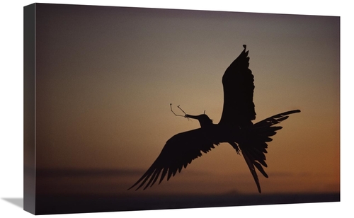 Global Gallery GCS-451153-1624-142 16 x 24 in. Magnificent Frigatebird