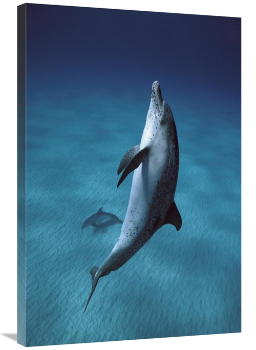 Global Gallery GCS-397736-2436-142 24 x 36 in. Atlantic Spotted Dolphi