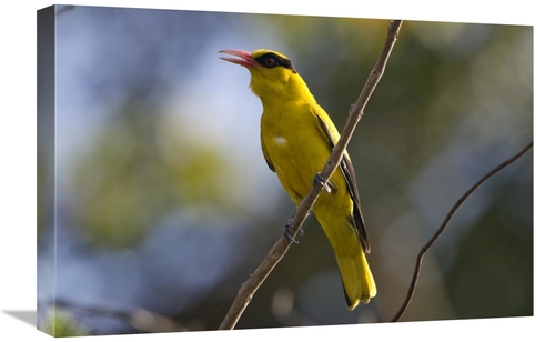 Global Gallery GCS-453637-1624-142 16 x 24 in. Black-Naped Oriole,