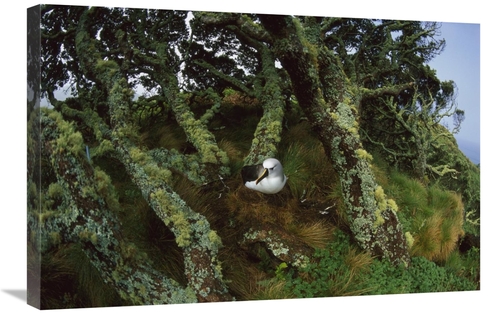 Global Gallery GCS-451793-2030-142 20 x 30 in. Yellow-Nosed Albatrosse