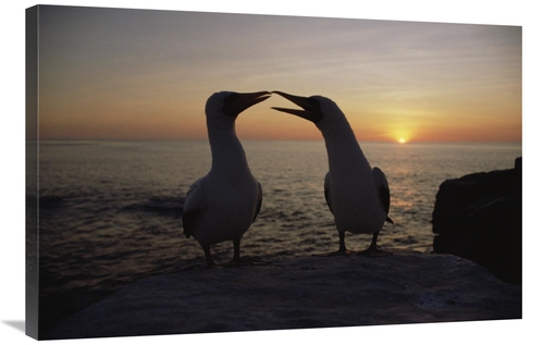 Global Gallery GCS-452397-2436-142 24 x 36 in. Masked Booby Couple Cou