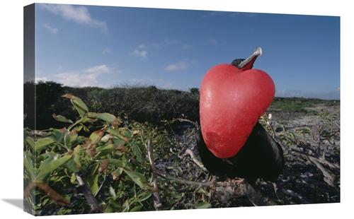 Global Gallery GCS-451510-1624-142 16 x 24 in. Great Frigatebird Male 