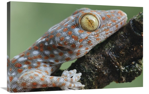 Global Gallery GCS-397565-2436-142 24 x 36 in. Tokay Gecko Juvenile Sh