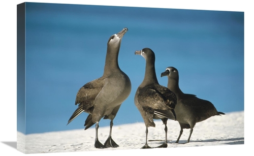 Global Gallery GCS-451437-1624-142 16 x 24 in. Black-Footed Albatross 