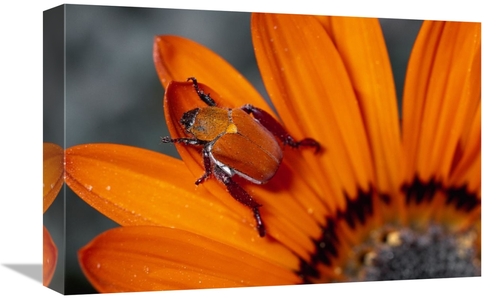 Global Gallery GCS-397236-1218-142 12 x 18 in. Scarab Beetle on A Guzm