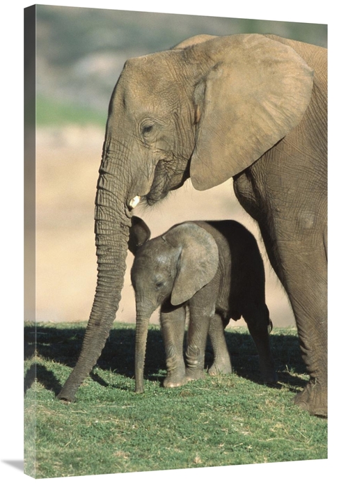 Global Gallery GCS-450842-2436-142 24 x 36 in. African Elephant Mother