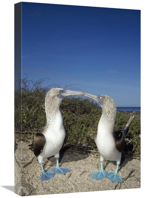 Global Gallery GCS-451377-1624-142 16 x 24 in. Blue-Footed Booby Pair 