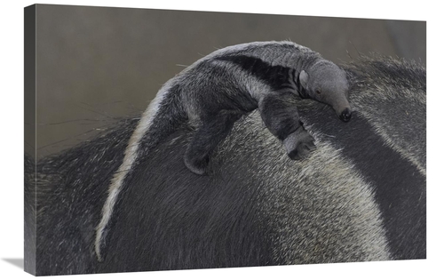 Global Gallery GCS-450870-2030-142 20 x 30 in. Giant Anteater Baby Cli