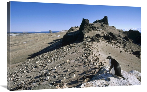 Global Gallery GCS-451281-2436-142 24 x 36 in. Adelie Penguin Overlook