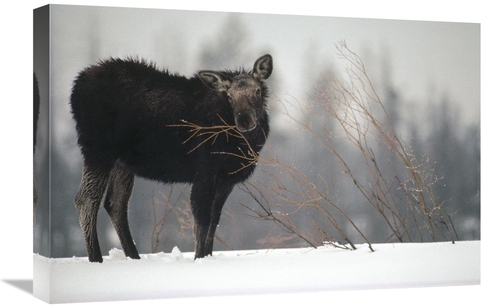 Global Gallery GCS-451878-1624-142 16 x 24 in. Moose Cow Feeding on A 